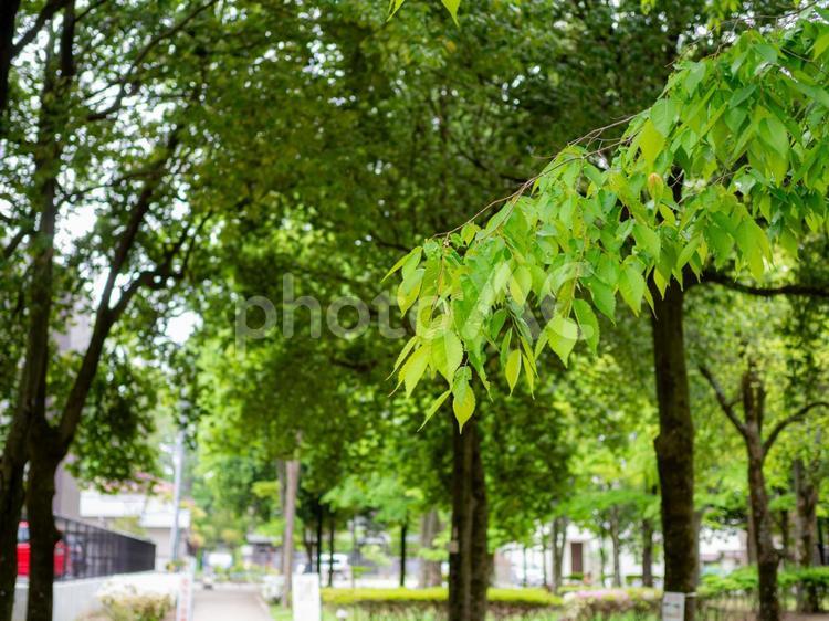 公園の木々と若葉 公園,芽吹き,新芽の写真素材