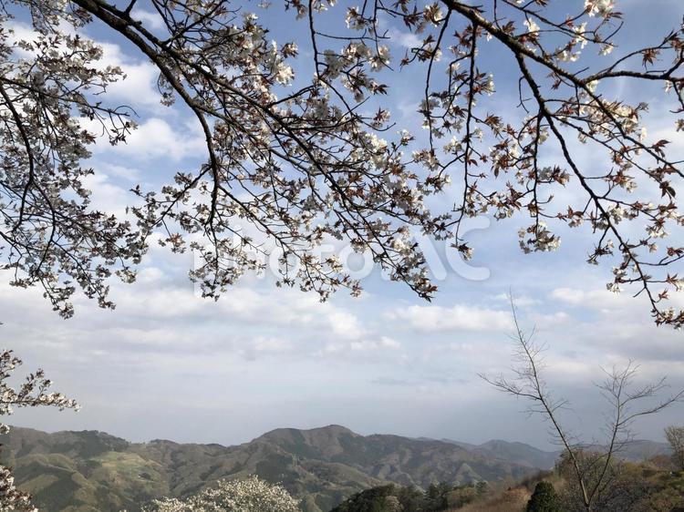 さわやかな風 風景,木,晴れの写真素材