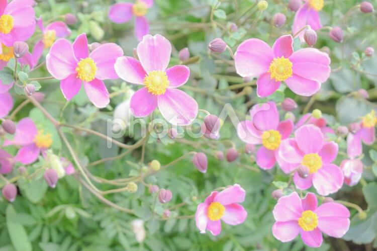 シュウメイギク 秋,シュウメイギク,花の写真素材