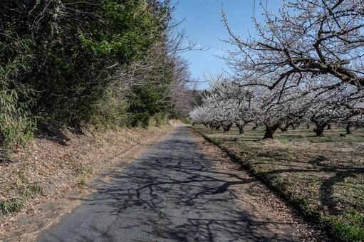 みさと梅林周辺の景色 みさと梅林,梅,花の写真素材