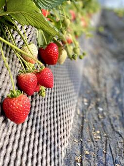 いちご狩り いちご,栽培,いちご狩りの写真素材