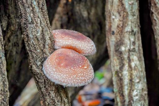 Photo, shiitake mushroom, mushroom, sakaki, 