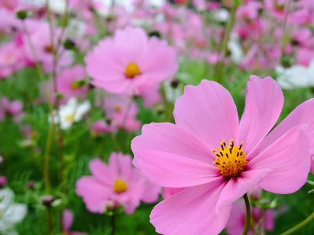 可愛いピンクの秋桜の花のアップの写真