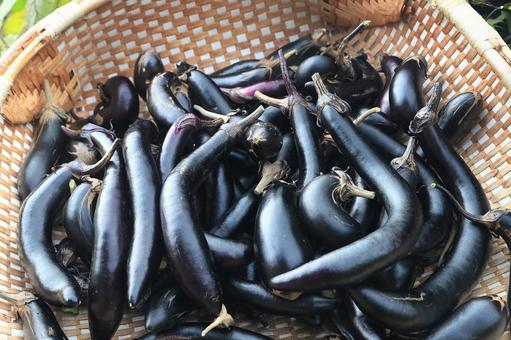 シーズン最後茄子収穫（茄子の木片づけ） 長茄子,庄屋長茄子,茄子の写真素材