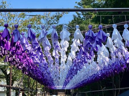 てるてる坊主 てるてる坊主 てるてる坊主,紫,紫陽花の写真素材