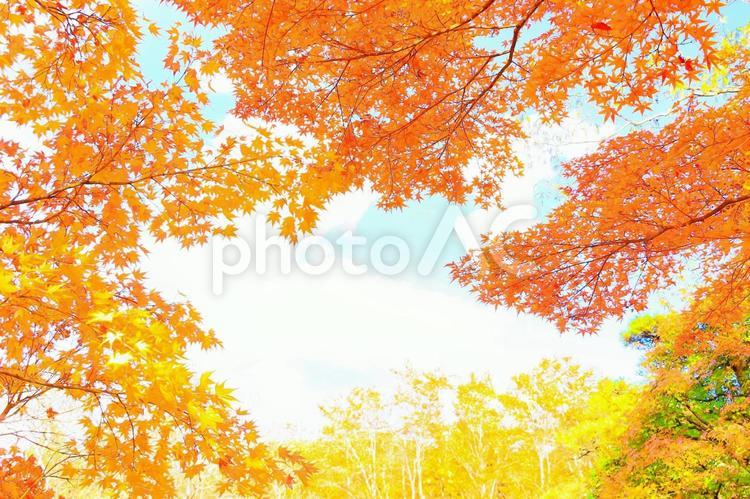 爽やかな青空と紅葉の木の葉 植物,紅葉,もみじの写真素材
