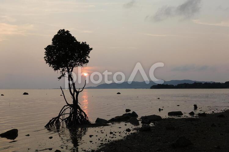 マングローブと夕日 マングローブ,夕日,夕方の写真素材
