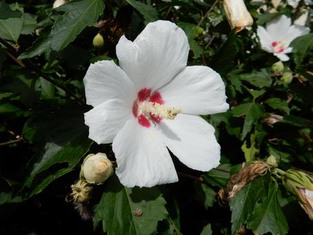 [Flower photo] White Rose of Sharon, JPG