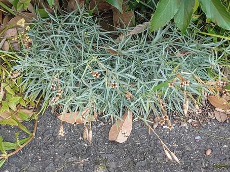 道端の枯れたカーネーション 道端の枯れたカーネーション 道端,花,植物の写真素材
