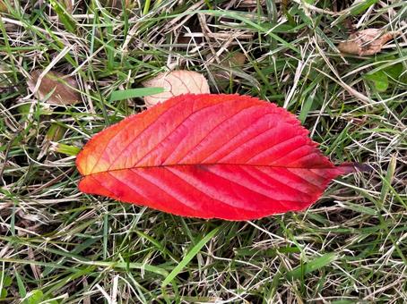 赤く紅葉した落ち葉 落ち葉,紅葉,赤い葉の写真素材
