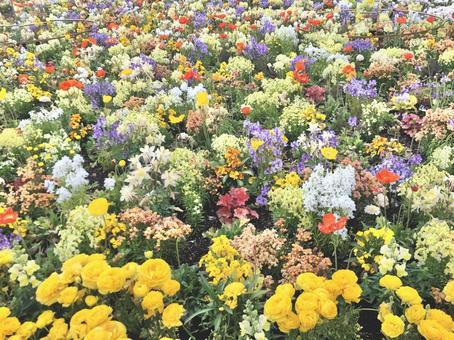 お花畑 お花畑 花,お花畑,花畑の写真素材