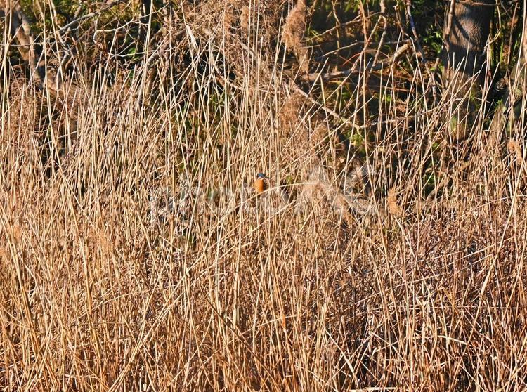 枯れ草の中に隠れるカワセミ 枯れ草,カワセミ,鳥の写真素材