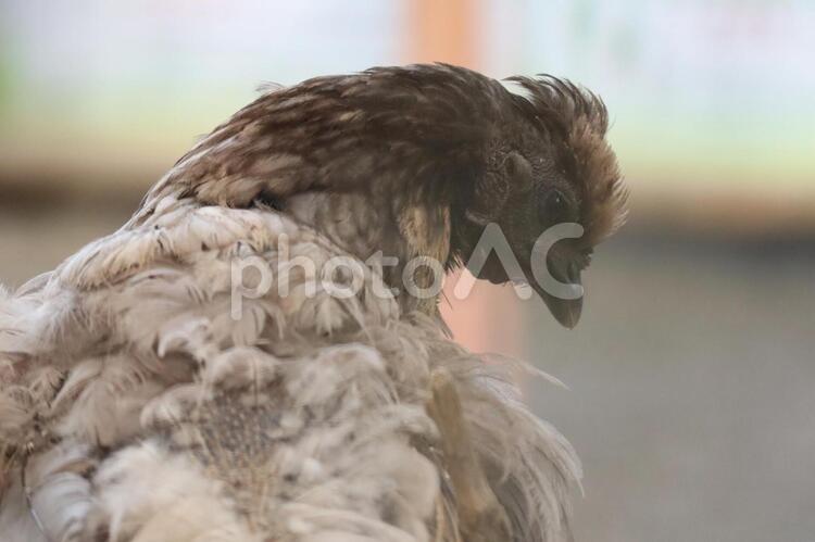 下を向くにわとり 鳥,野生動物,自然の写真素材