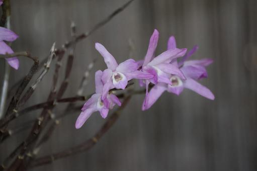 セッコクという薄紫のの花びらの花のアップ セッコクという薄紫のの花びらの花のアップ セッコク,薄紫,花びらの写真素材