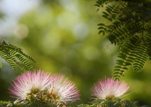 Silk tree flower, JPG Silk tree flower, JPG