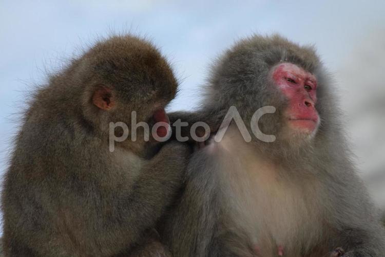 長野　地獄谷野猿公苑 長野,地獄谷野猿公苑,温泉の写真素材