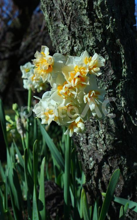 大阪城公園  2023水仙が咲く頃に 水仙,スイセン,花の写真素材