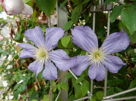 【花の写真】クレマチスの写真