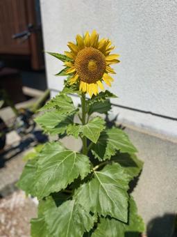 路地裏に咲くひまわりの花 路地裏に咲くひまわりの花の写真