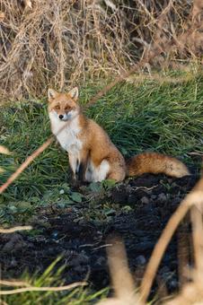 秋とキタキツネ 季節,秋,キタキツネの写真素材