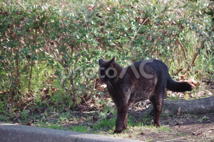 トラネコを威嚇しに飛び出してきたクロネコ クロネコ,ねこ,ネコの写真素材