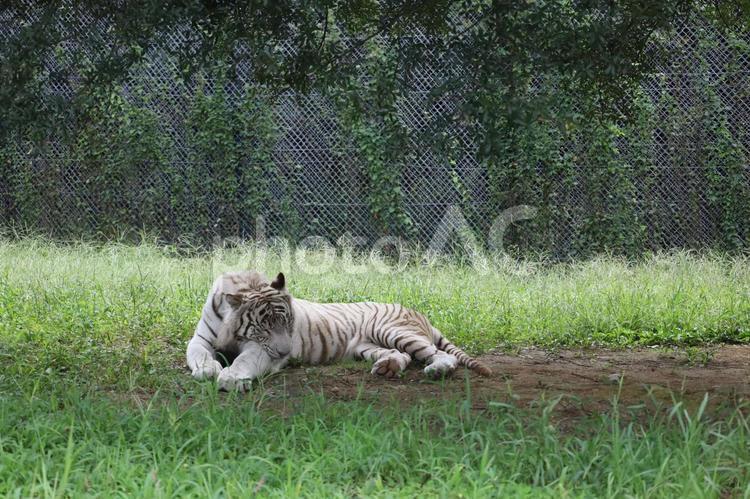 ホワイトタイガー　虎　白　動物　動物園 虎,トラ,ホワイトタイガーの写真素材