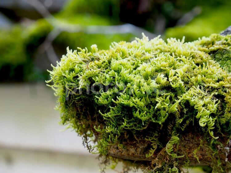 苔の世界 苔,緑,ジオラマの写真素材