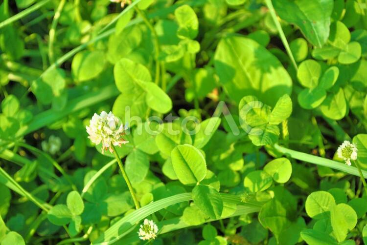 三つ葉クローバーのテクスチャ背景素材の壁紙 三つ葉クローバーのテクスチャ背景素材の壁紙 クローバー,緑,自然の写真素材