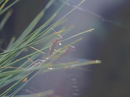 光に包まれるカマキリのシルエット カマキリ,昆虫,虫の写真素材