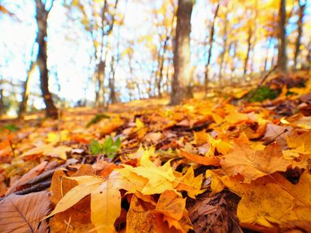 Fallen leaves (autumn leaves), JPG