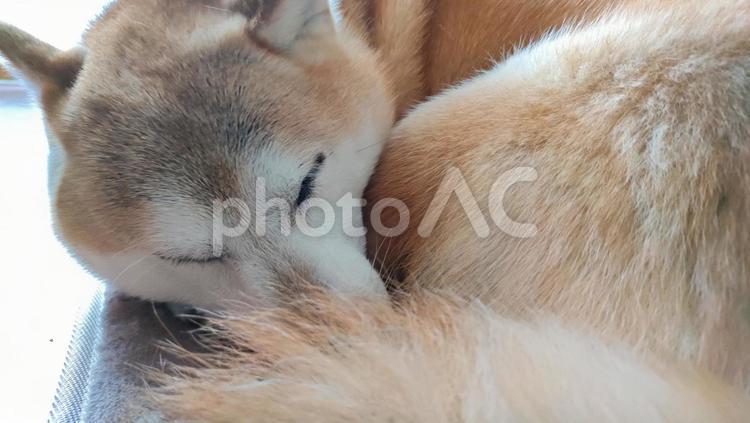 寝る柴犬　横 柴犬,寝る,お昼寝の写真素材