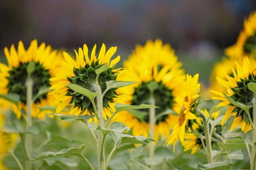10月のひまわり　舟川べり 自然,風景,旅の写真素材