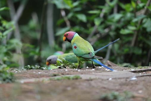 コセイインコ コセイインコの写真