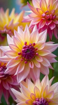 ダリアの花 秋 ダリアの花 秋の写真