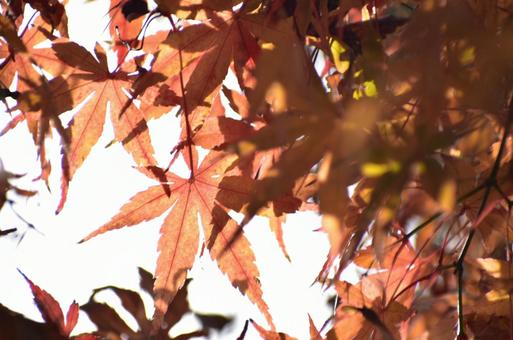 もみじの写真