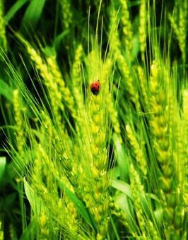 天道虫と麦。の写真