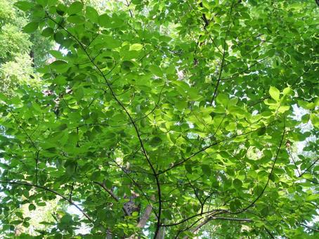 公園 緑 公園 緑の写真