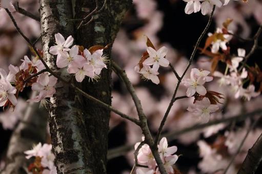 夜の桜 夜の桜 桜,春,桜の木の写真素材