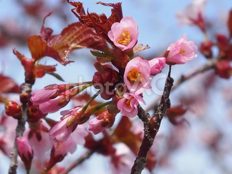 北海道　桜 北海道,hokkaido,癒しの写真素材