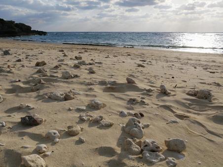 白い砂浜と珊瑚 ビーチ,水平線,サンゴの写真素材