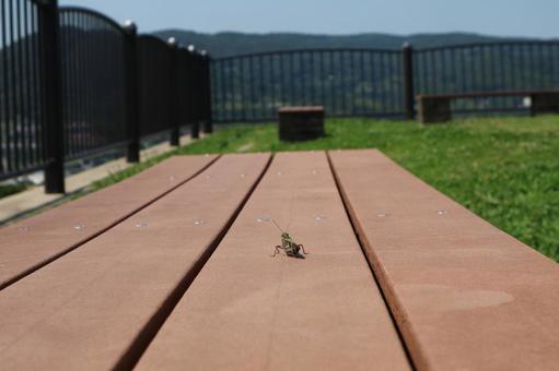 丘の上のベンチに佇むバッタ バッタ,昆虫,生物の写真素材