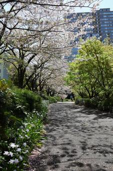 4月上旬の東京港区立檜町公園の桜とシャガ 4月上旬の東京港区立檜町公園の桜とシャガの写真