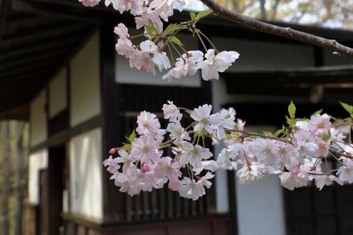 桜咲く 桜咲くの写真