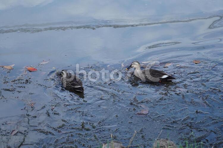 2羽のカルガモ カルガモ,鴨,水鳥の写真素材