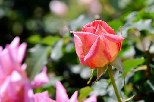 薔薇 ウエストミンスター 薔薇 ウエストミンスターの写真