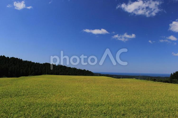 実り始めの田んぼと山と海の景色（白い雲あり）　２ 田んぼ,田,青空の写真素材