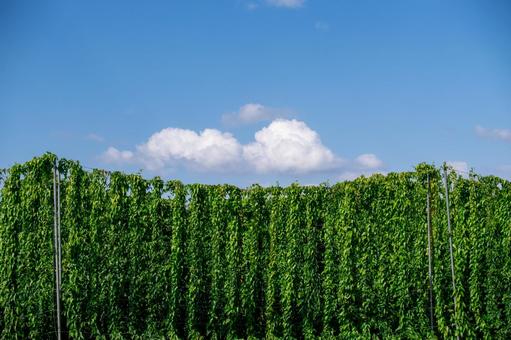 青空と緑が鮮やかな豆類の畑からのぞく雲 豆畑,畑,インゲン豆の写真素材