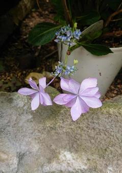 アジサイの写真