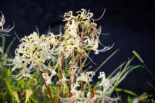 暗い背景に映える白い彼岸花 暗い背景に映える白い彼岸花 神奈川県,寒川町,小出川の写真素材