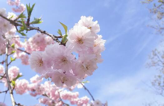 八重桜 八重桜,晴れ,ピンクの写真素材